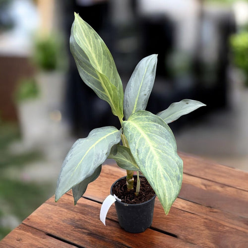 Aglaonema 'Ghost' – Secret Garden Plant Shop