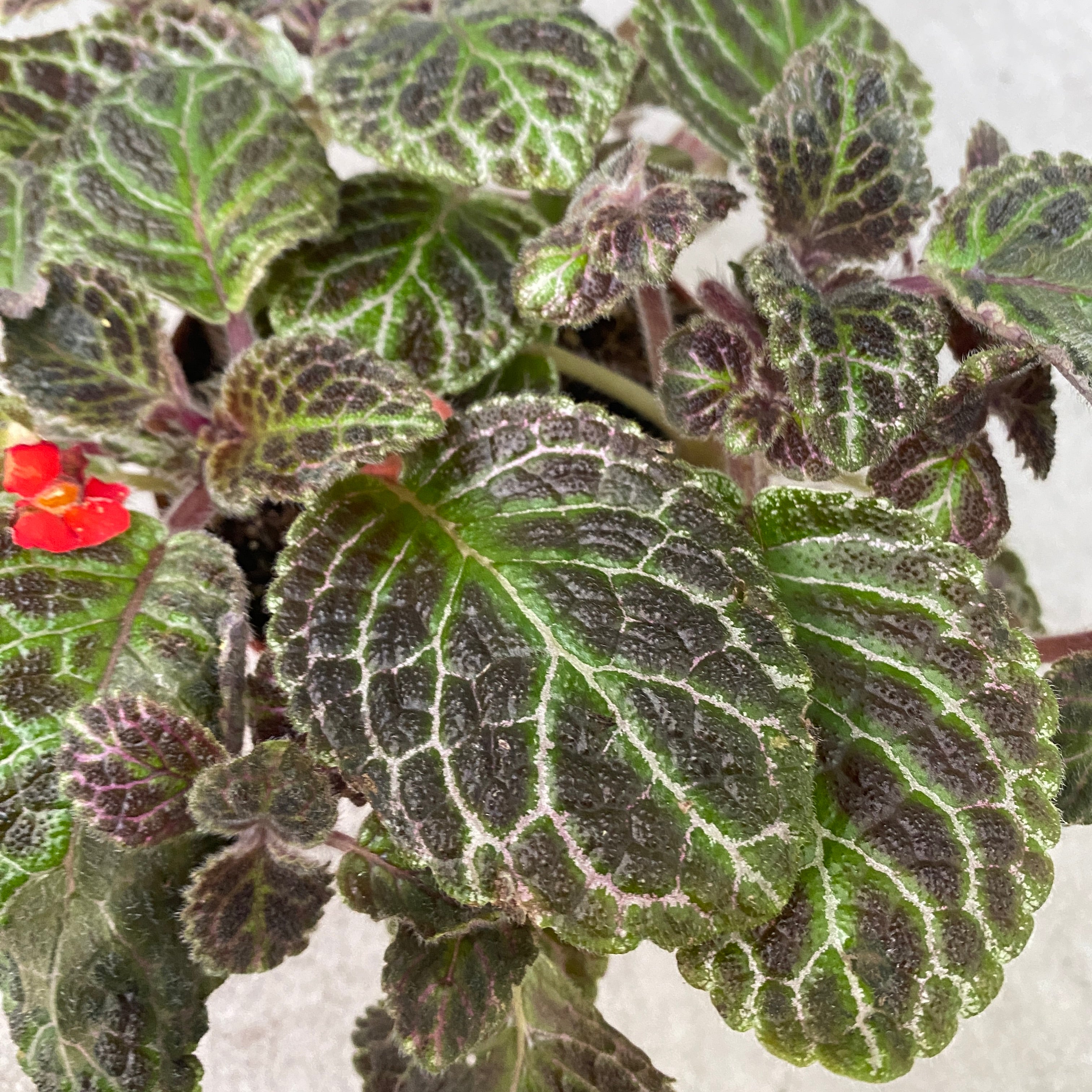 Episcia cupreata 'Karlyn'