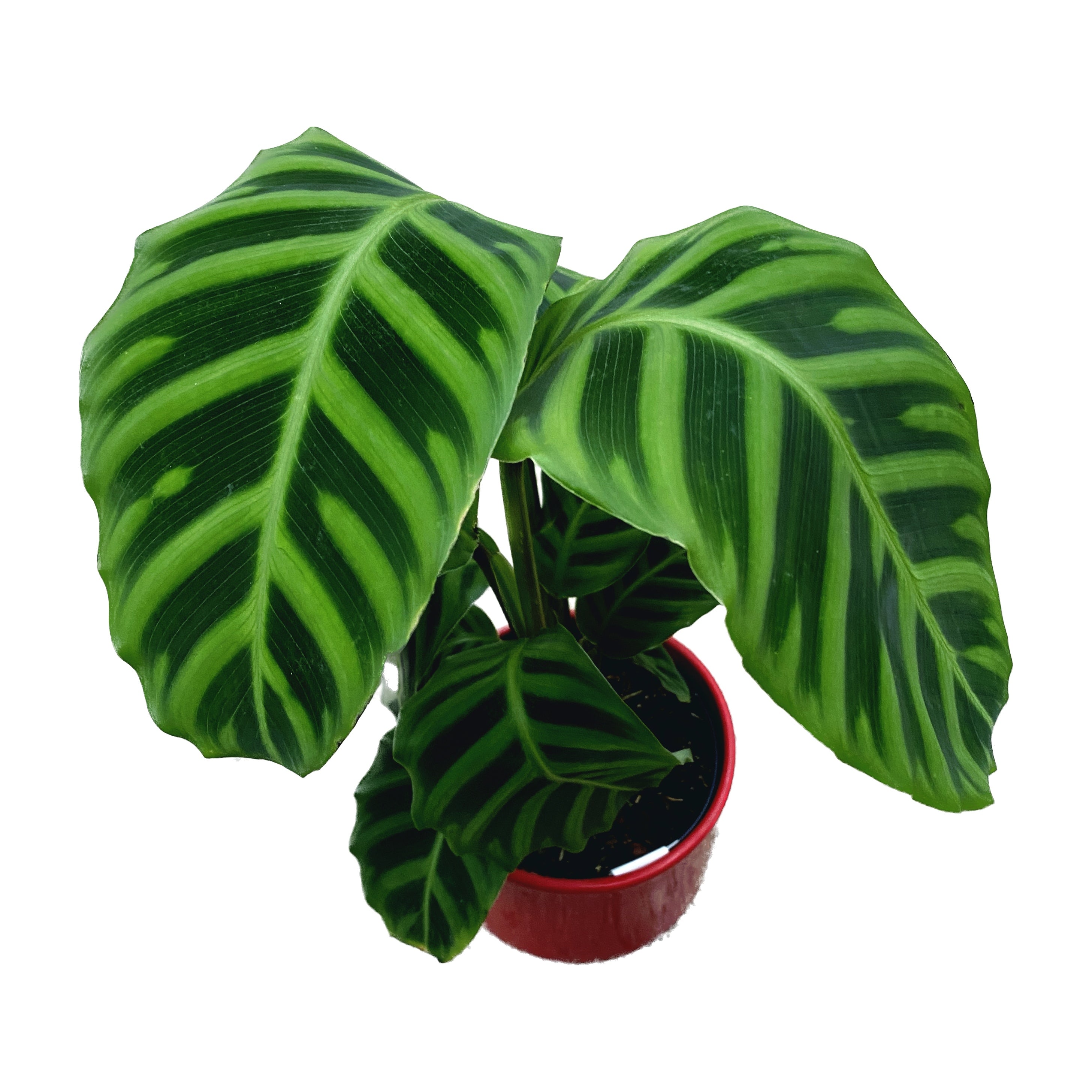 Calathea Zebrina (Zebra Plant)
