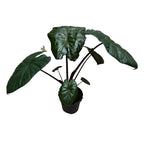 Alocasia sarawakensis 'Princesse du Yucatan'