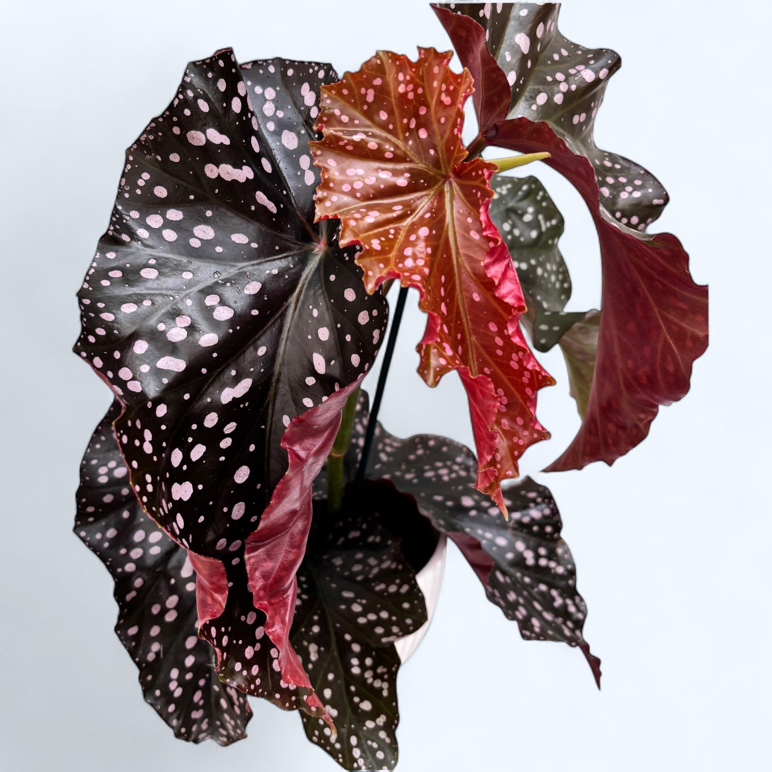 Begonia ‘Cracklin’ Rosie’ - frunzis spectaculos in nuante roz-metalizat si argintiu