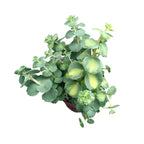 Sedum sieboldii Mediovariegatum (Tarka varjúháj)