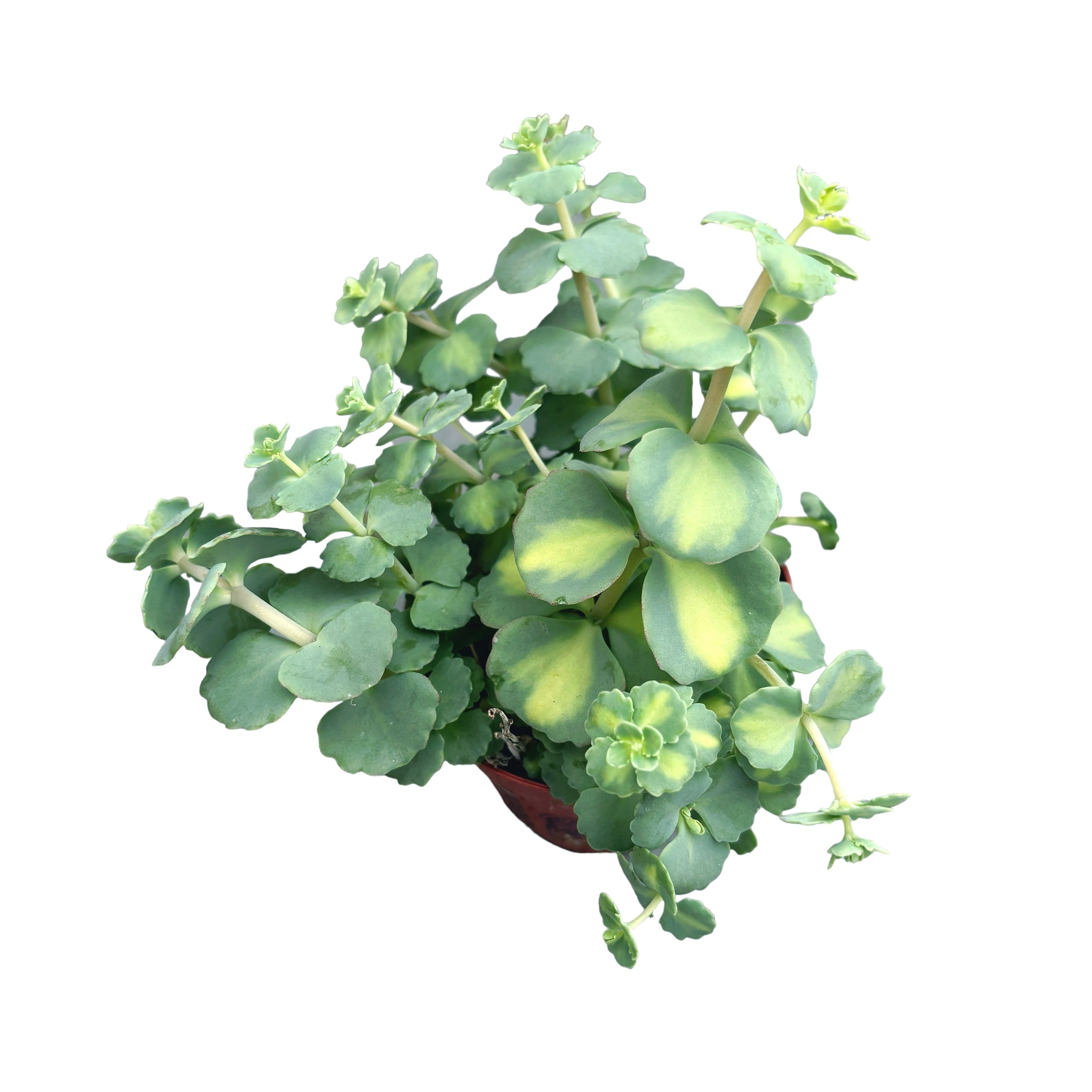 Sedum sieboldii Mediovariegatum (Iarba grasa variegata)