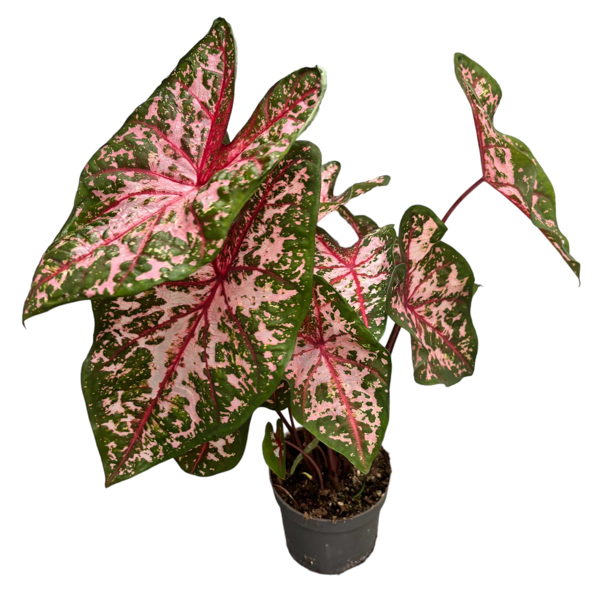 Caladium 'Carolyn Whorton'