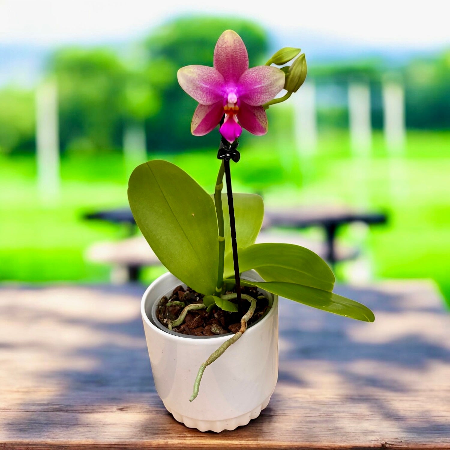 Phalaenopsis Sweet Memory Liodoro - flori intens parfumate (citrice)