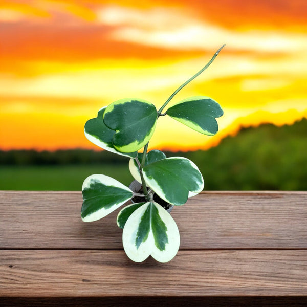 Hoya kerrii 'Albomarginata' - duftend