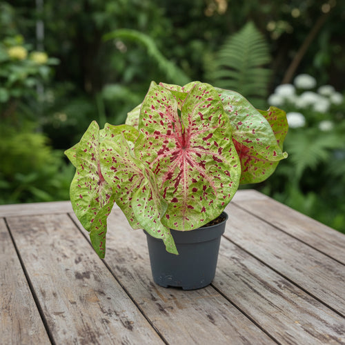 polly pink variegata Alocasia Amazonica Polly Snow Pink variegated TC Plantlet Grower's Choice *In Stock* In Vitro (In Stock) main image 1