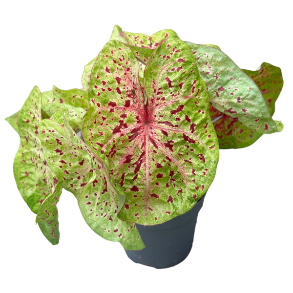 Caladium Miss Muffet