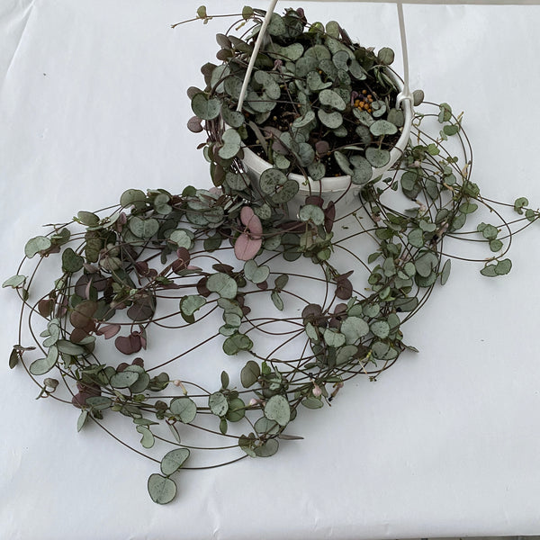 Ceropegia woodii 'Silver Glory' - String of hearts