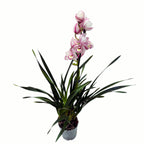 Cymbidium Pink Tumb