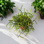 Rhipsalis Cassutha - Mistletoe Cactus