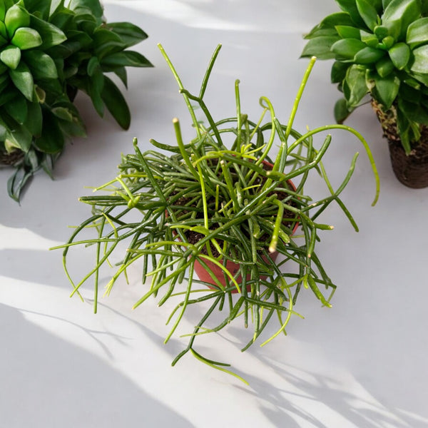 Rhipsalis Cassutha - Vasco-Kaktus