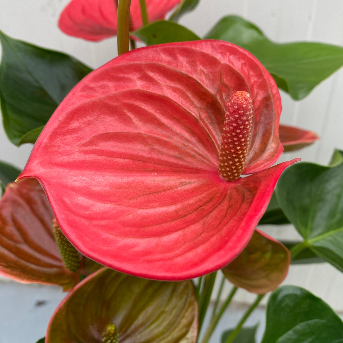 Anthurium 'Ritma’ – Secret Garden Plant Shop
