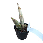 Catasetum pileatum var. aurea