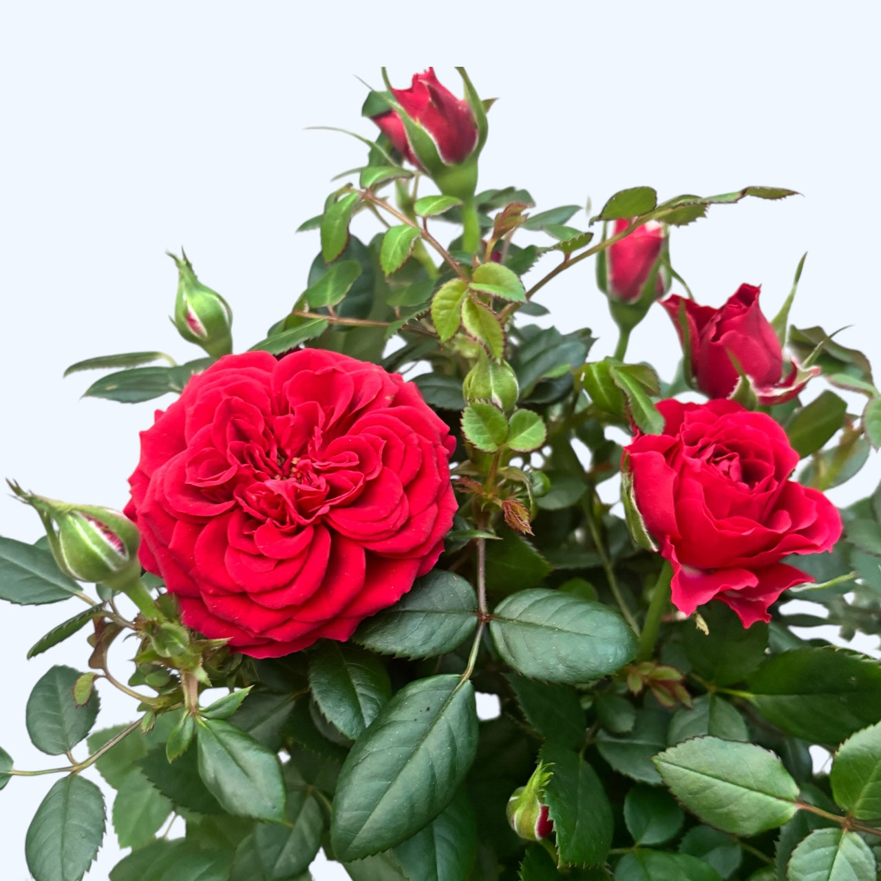 Rosa Favourite Red  - flori mari rosii 3pp