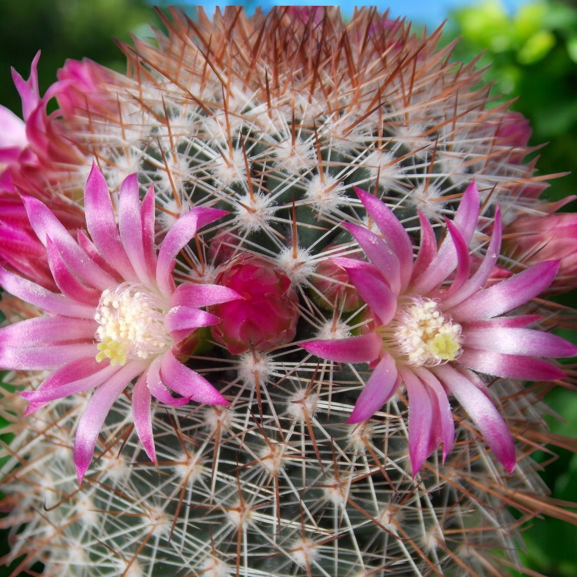 Mammillaria magnifica – cactus globular cu spini decorativi si flori delicate