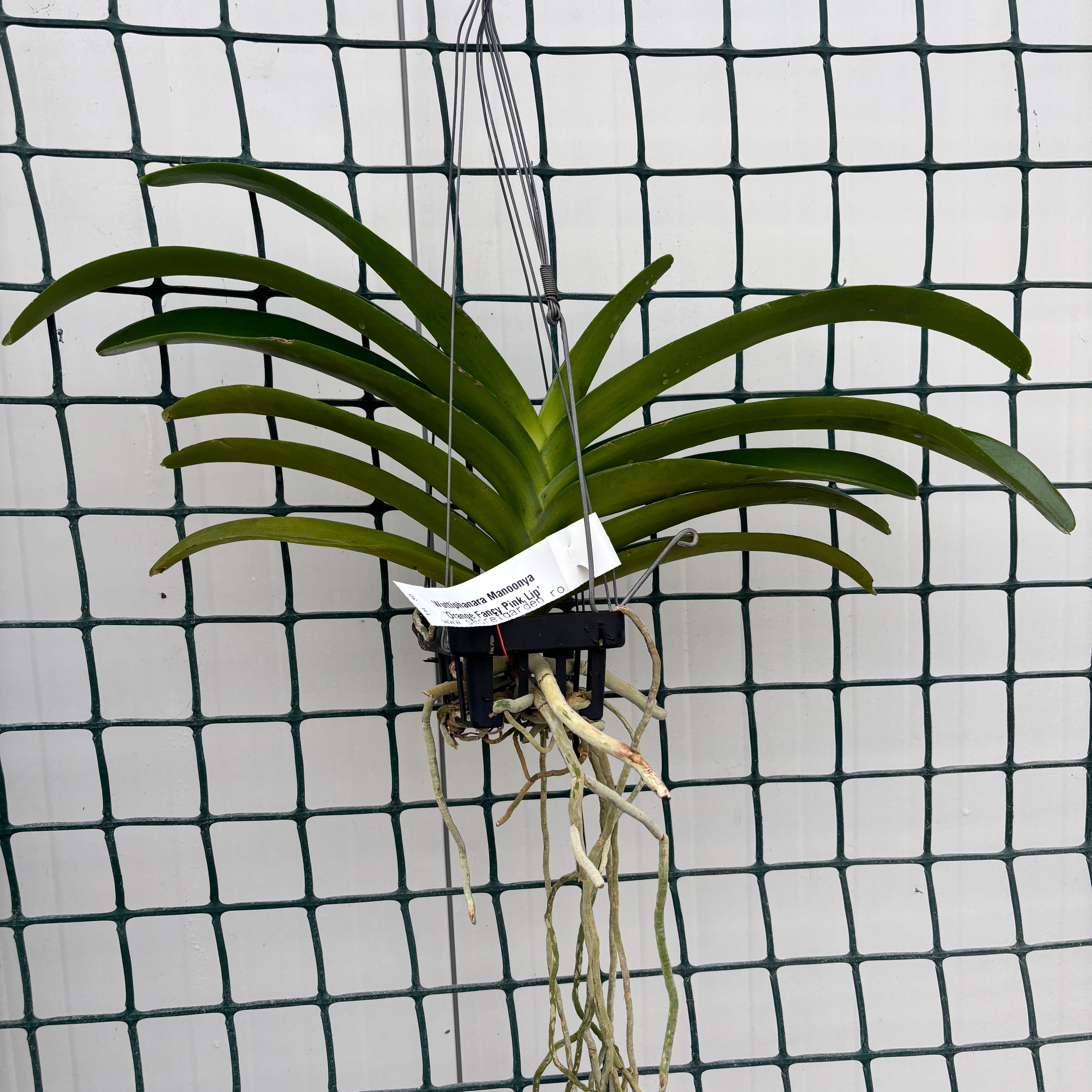 Wuttiphanara Manoonya 'Orange Fancy Pink Lip' profumata