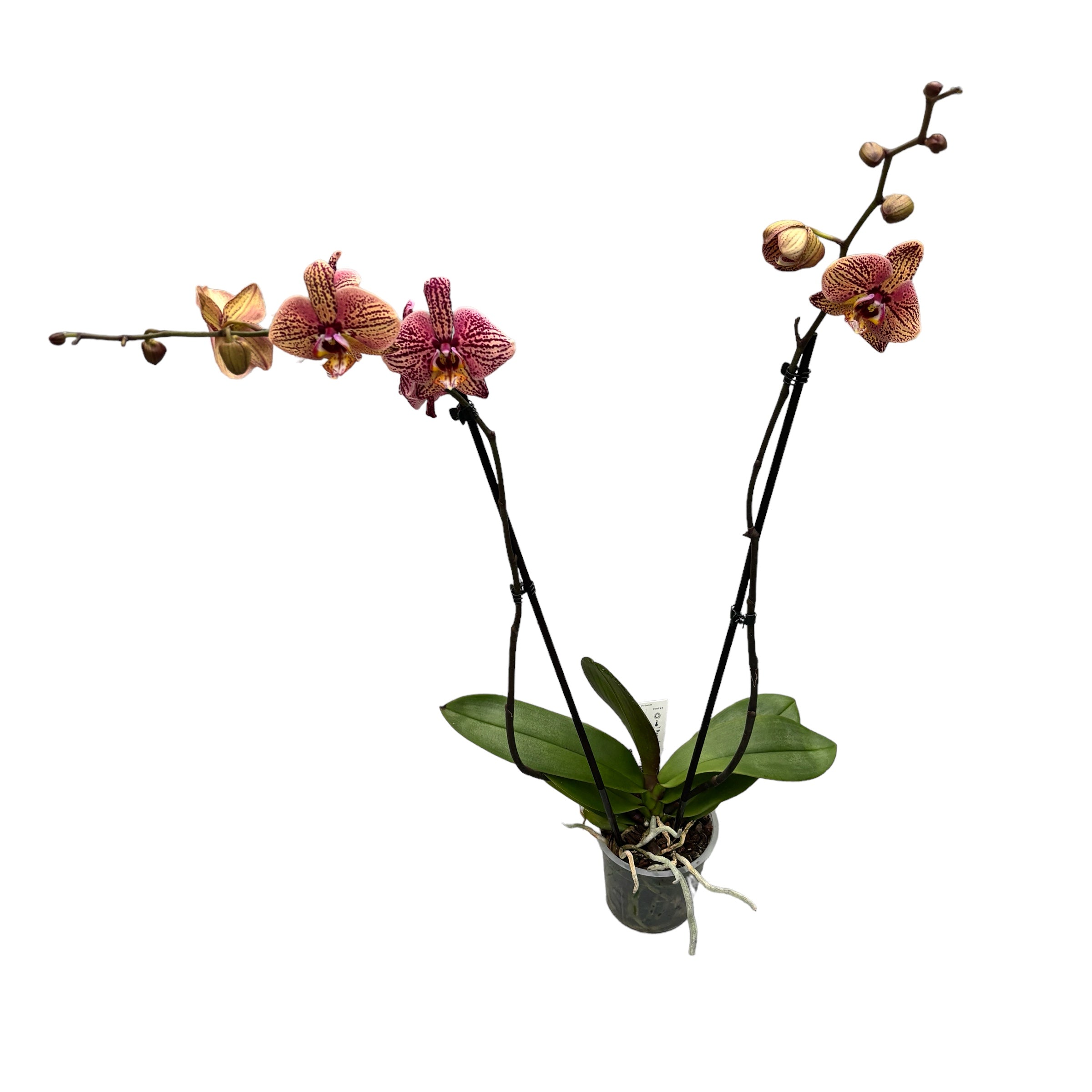 Phalaenopsis 'Limited #95’