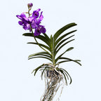 Vanda NITAYA Vioblue (Ansu) - grandes fleurs