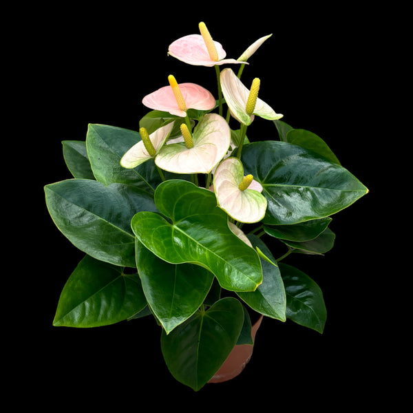 Anthurium Spirit (flamingo flower)