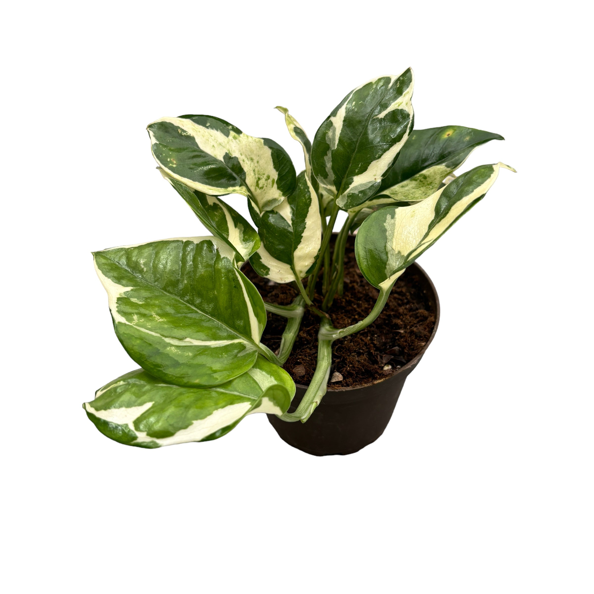 Epipremnum (Scindapsus) aureum 'N'joy' D10