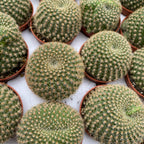 Rebutia violaceflora