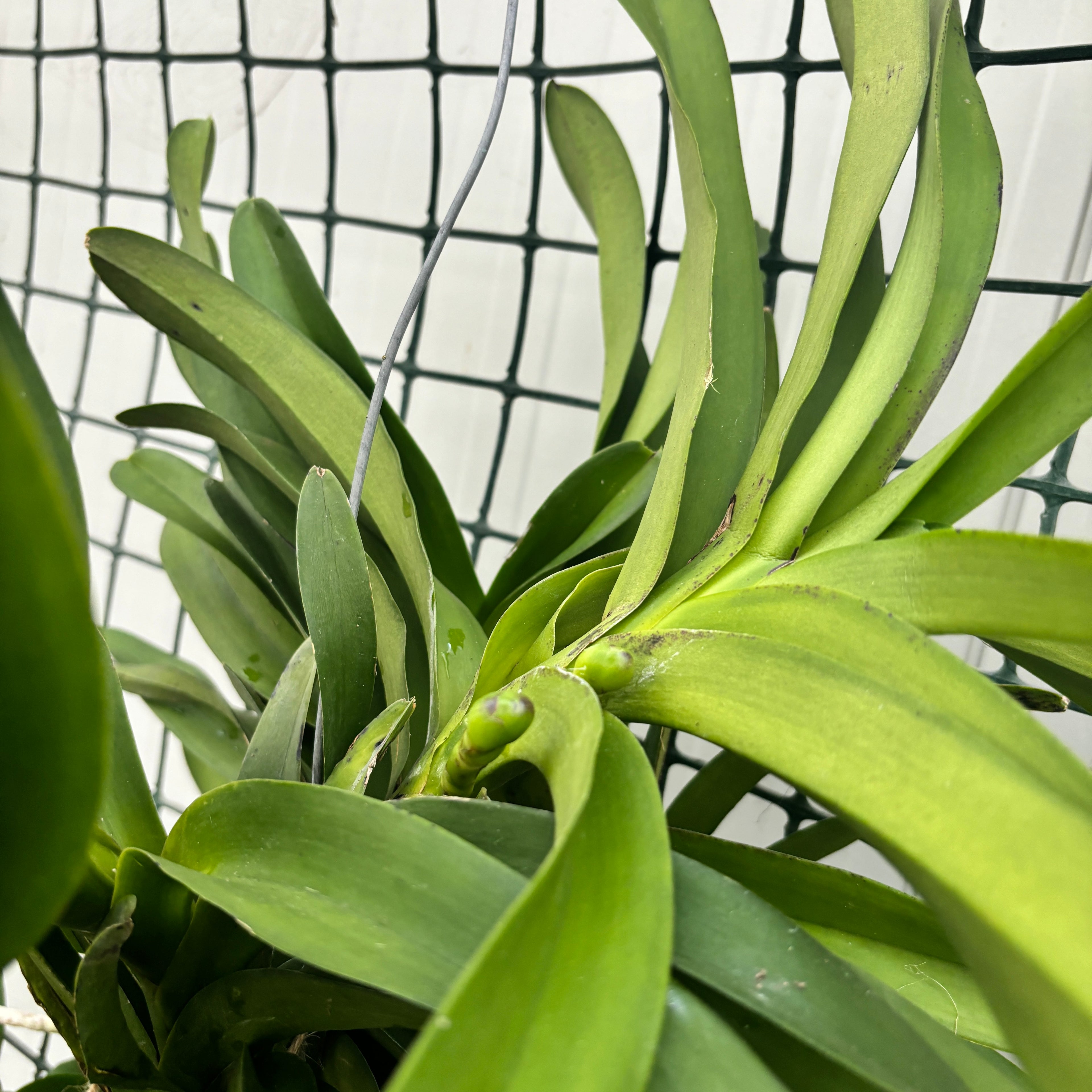 Vanda Tweed Bleu XXL 7p (Ansu)