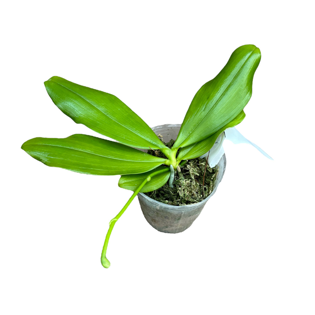 Phalaenopsis speciosa 'Szuper Lila'