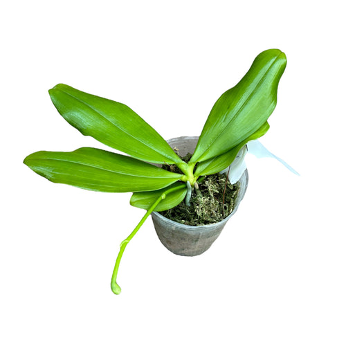 Phalaenopsis speciosa 'Szuper Lila'