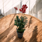 Epidendrum radicans ‘Red Star’ XL