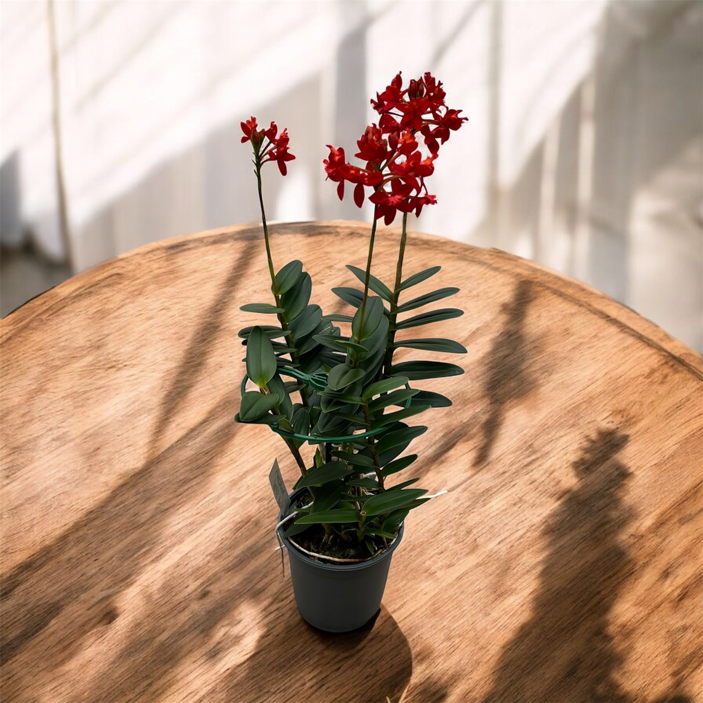 Epidendrum radicans ‘Red Star’ XL