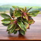 Aglaonema 'Jungle Red' - exemplare XXL