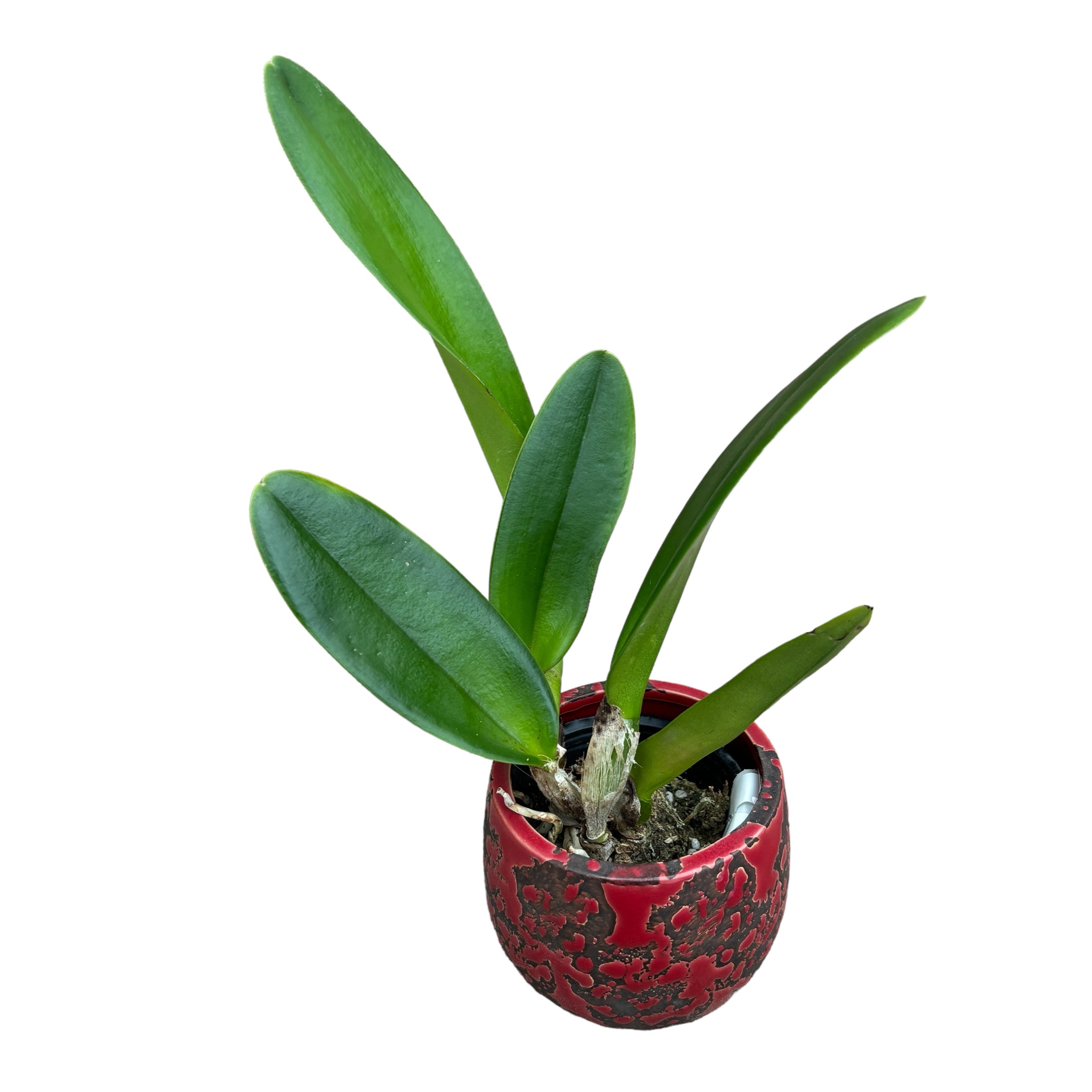 Rlc. Sanyung Ruby 'Dawang' - fragrant