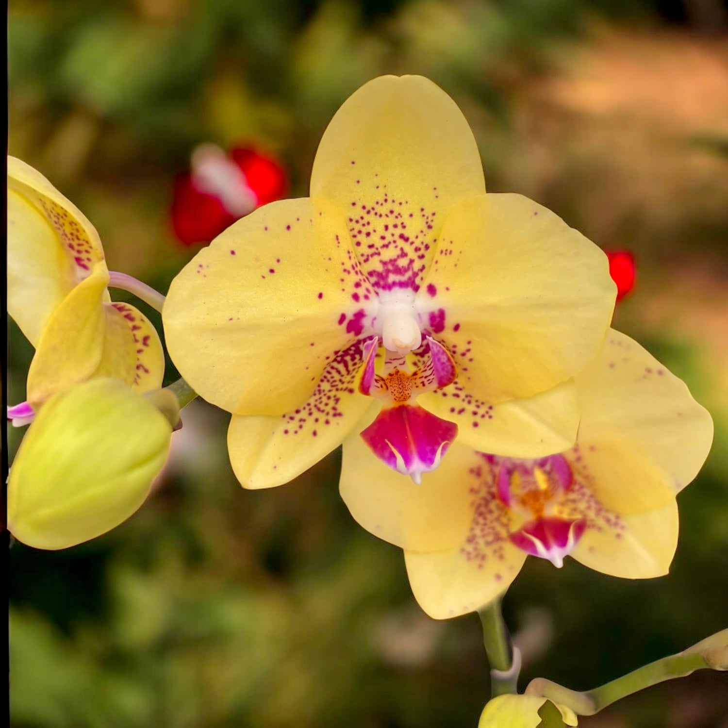 Phalaenopsis Dragon