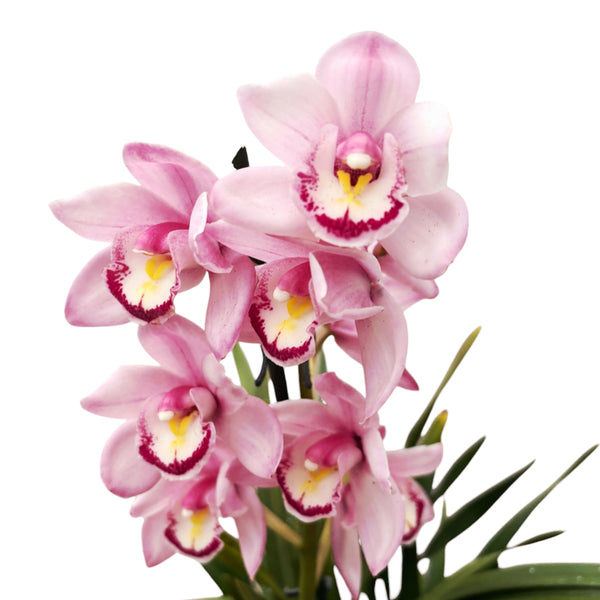 Cymbidium Pink Tumb