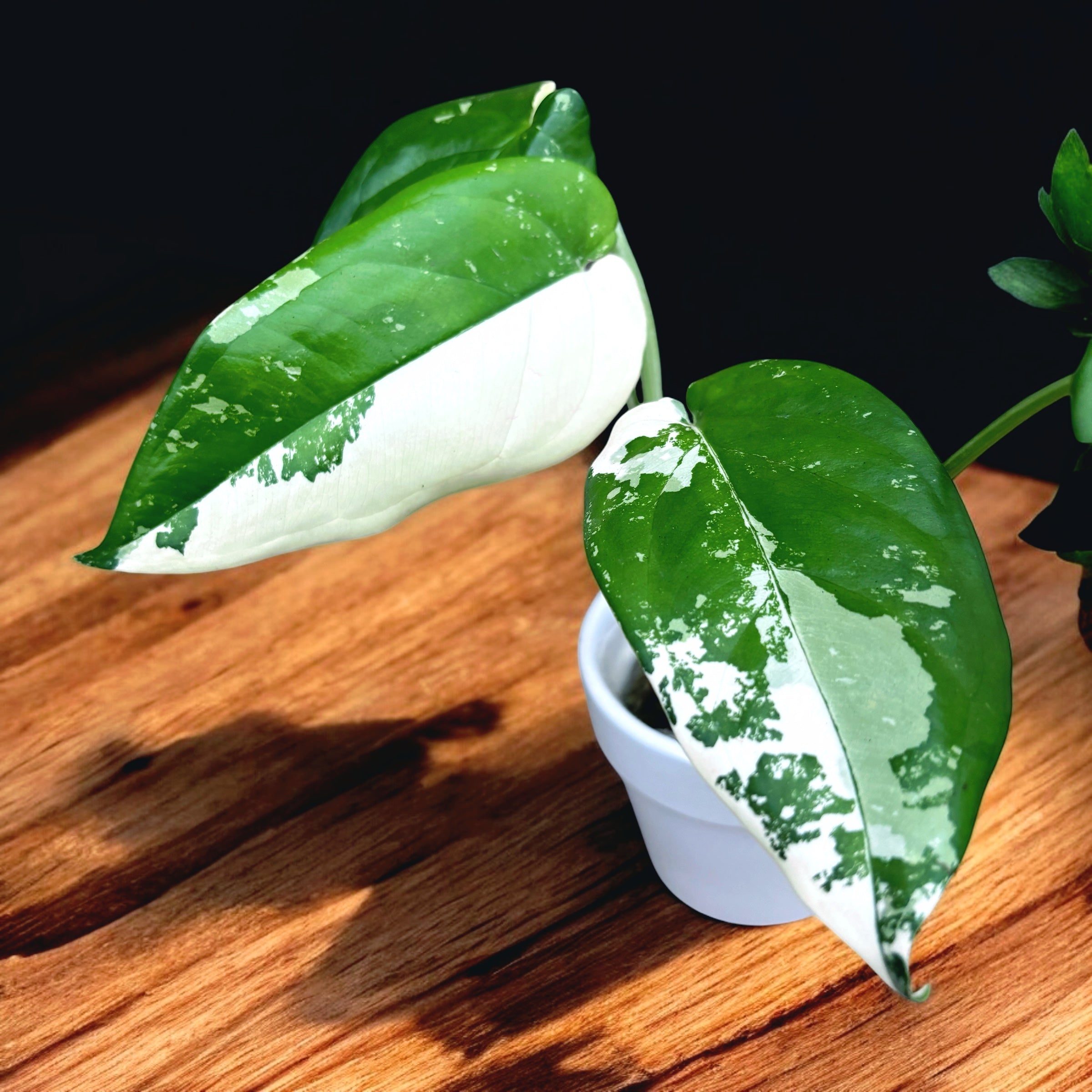 Syngonium chiapense 'Variegata'