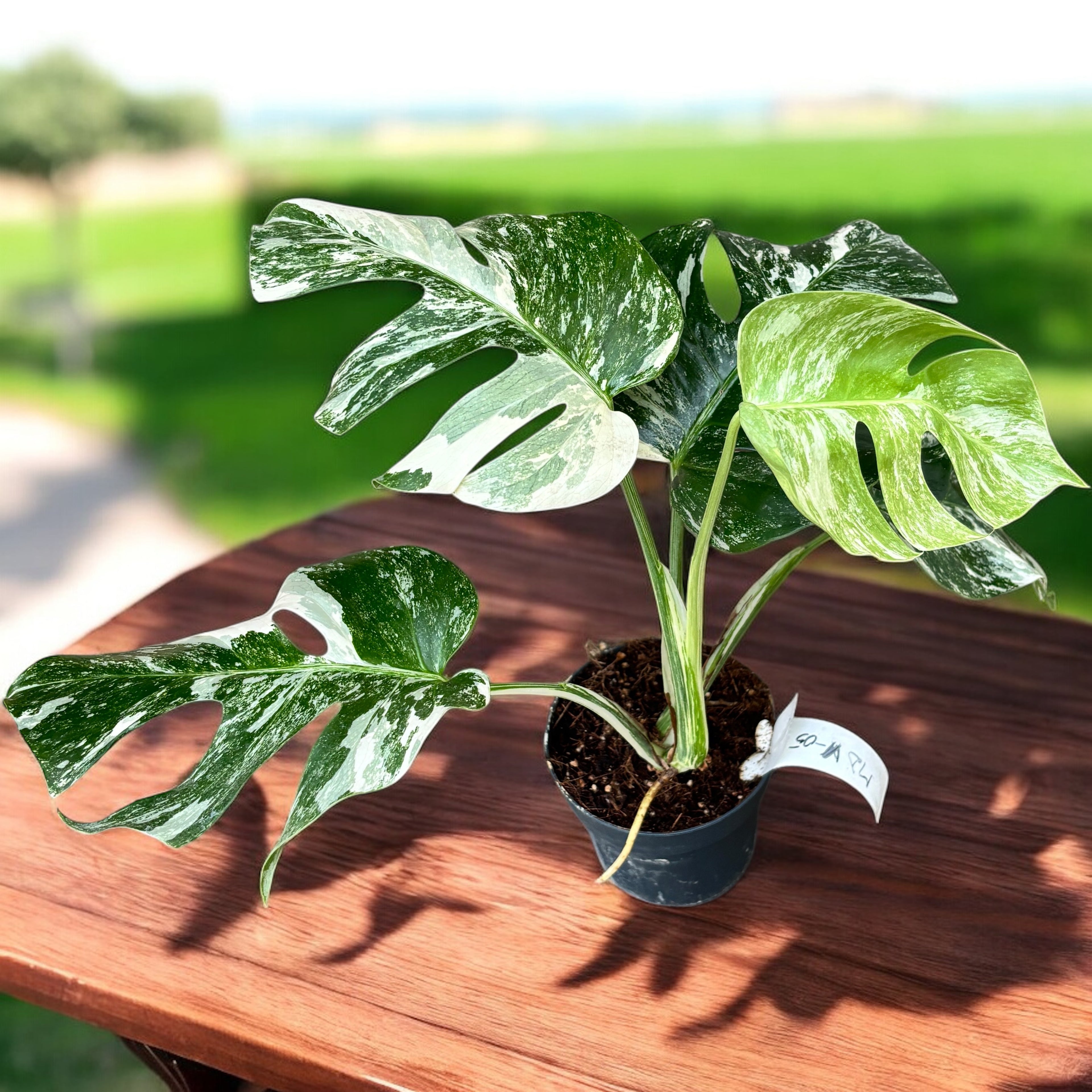 Monstera deliciosa 'Variegata' MDV-05