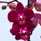 Phalaenopsis Anthura Cartagena