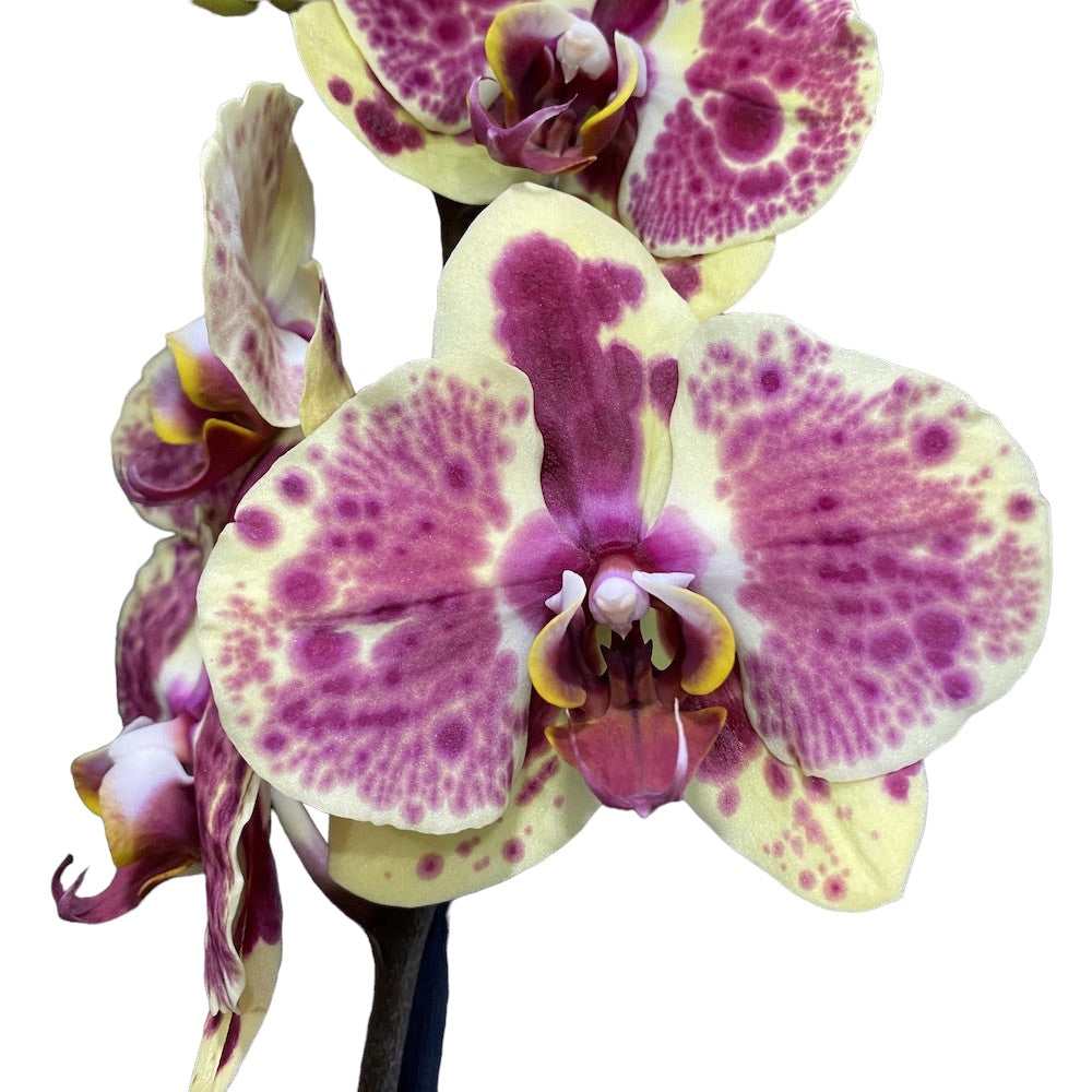 Phalaenopsis Exotic Punch (Pikachu)