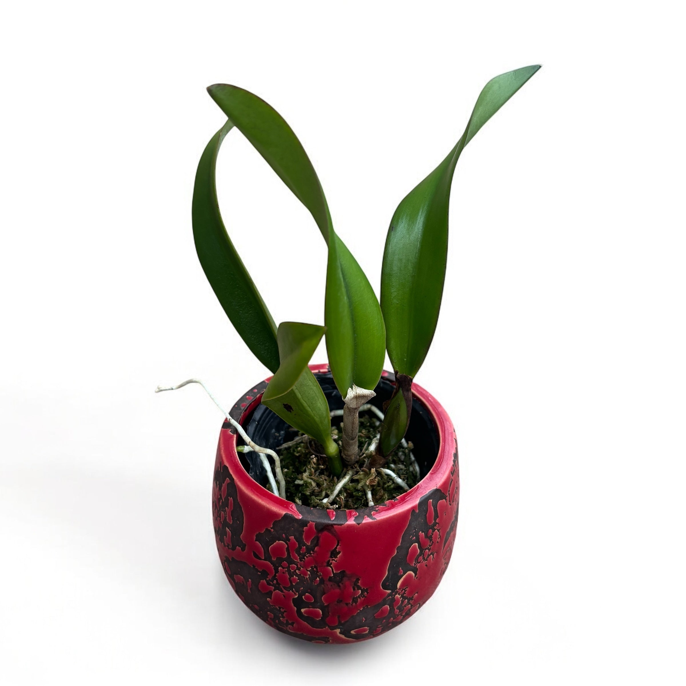 Cattleya Hawaiian Splash 'Lea' BM/JOGA - parfumata