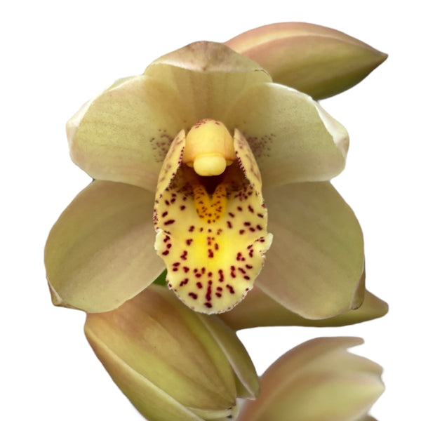 Cymbidium Wilhelmina (variation)