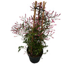 Jasminum polyanthum 'Pink' (iasomie chinezeasca - flori intens parfumate)