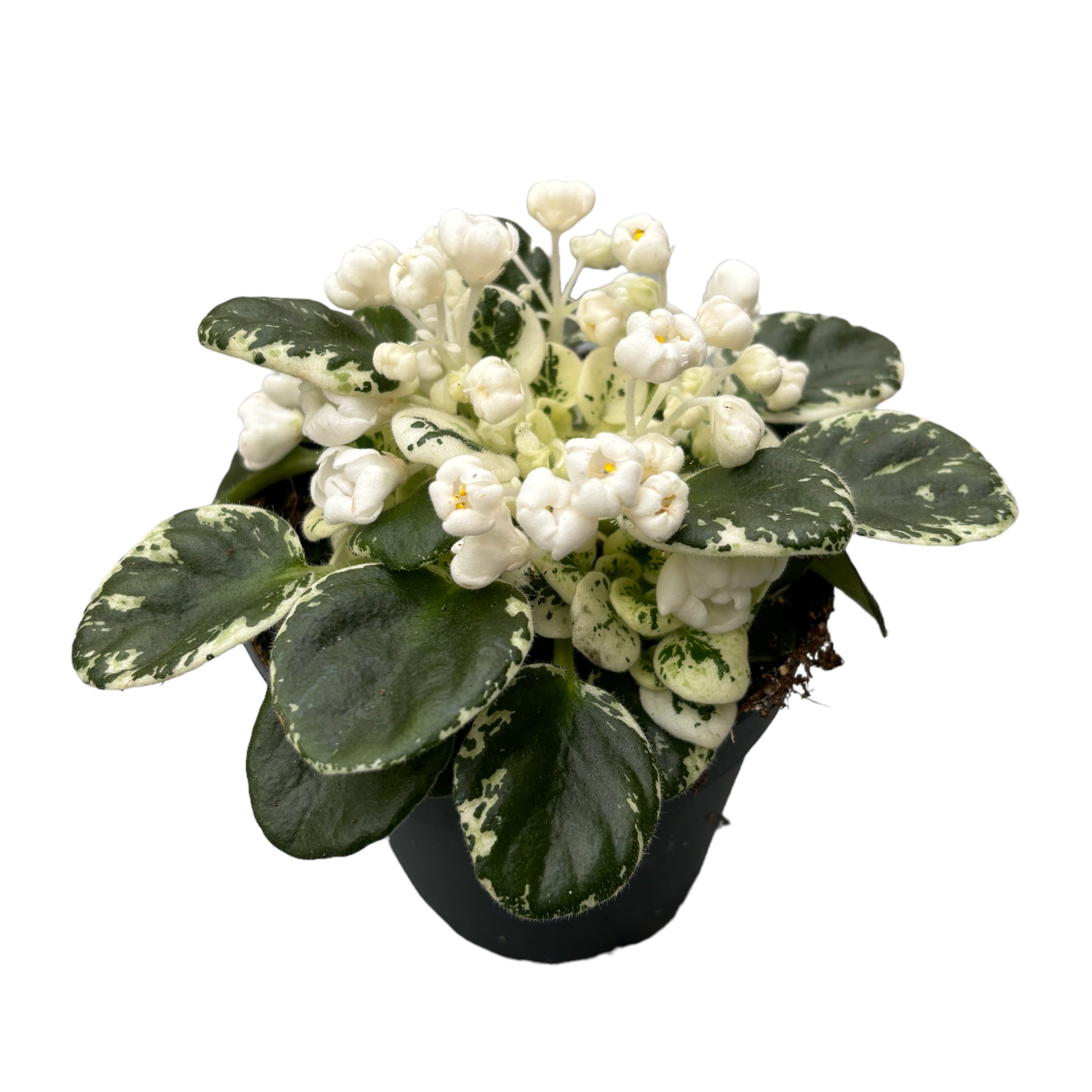 Saintpaulia Snowdrop - violete speciale