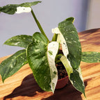 Philodendron Jose Buono (starke Variegation) - große Exemplare