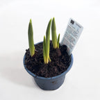 Bulbi de lalele cu flori bicolore in ghiveci - Tulipa Giuseppe Verdi