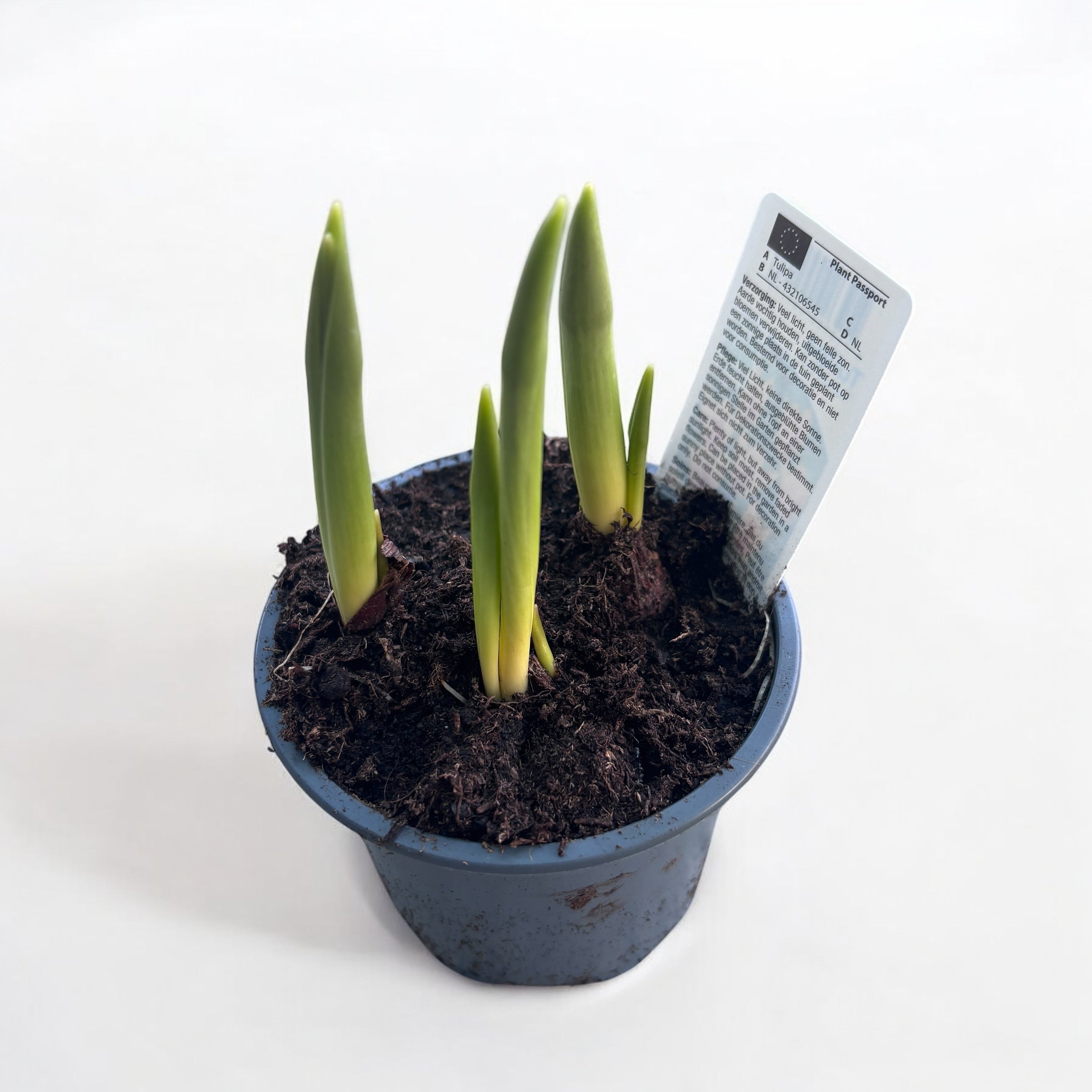 Bulbi de lalele cu flori bicolore in ghiveci - Tulipa Giuseppe Verdi