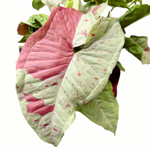 Syngonium Milk Confetti (strong variegation)