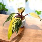 Philodendron Strawberry Shake