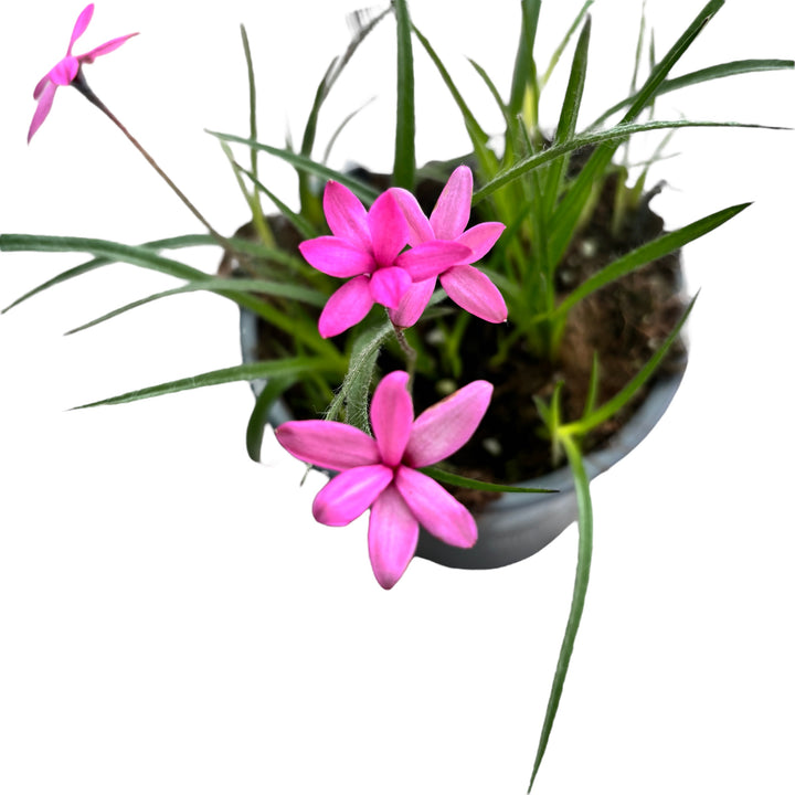 Rhodohypoxis baurii