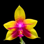 Phalaenopsis Meidarland Kaiulani 'Cherish' - parfumata